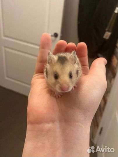 Сирийские хомяки (4 недели)