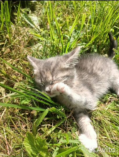 Кошка в дар