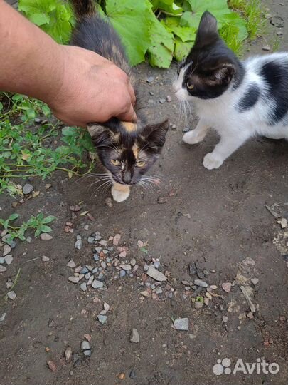 Котята трехцветные в добрые руки бесплатно