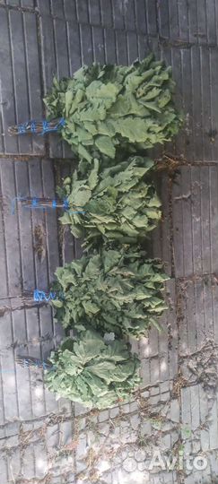 Веник банный дубовый