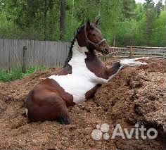 Конский навоз