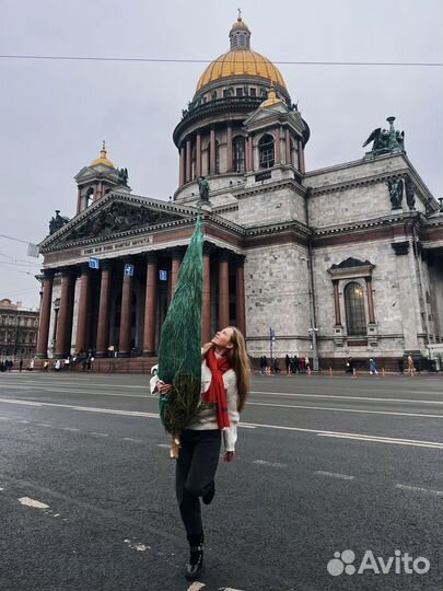 Сосна новогодняя Нордмана 3 метра