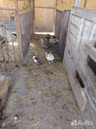 Гуси, индоутки, поросята