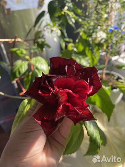 Гибискус китайская роза