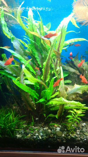 Криптокарина, саггитария, апоногетон живородящий