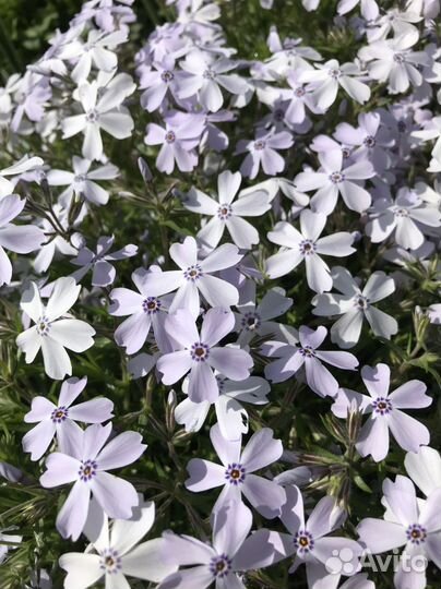 Флокс шиловидный