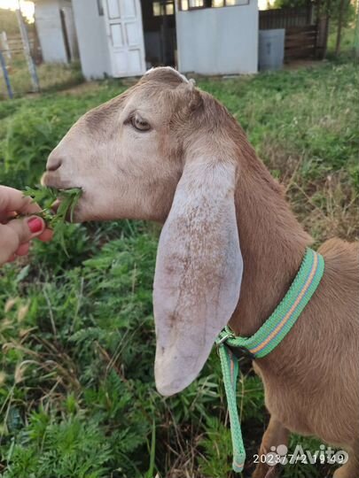 Козлики камори-нубийские