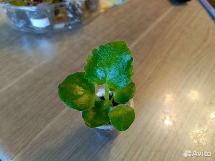 Фиалка Scarlett O'Hara