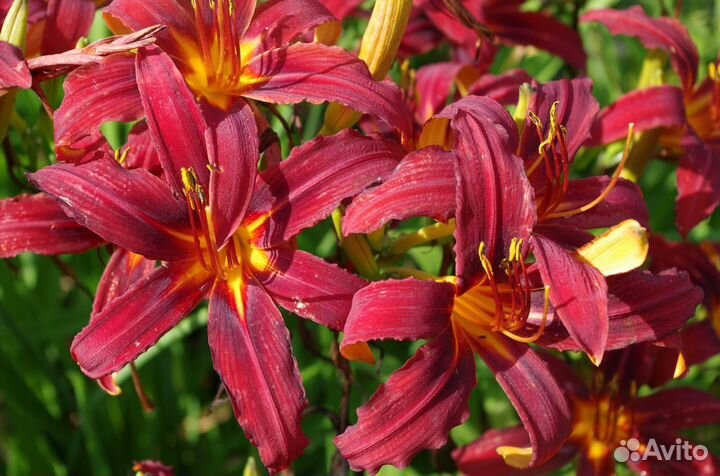 Цветы. Лилейники