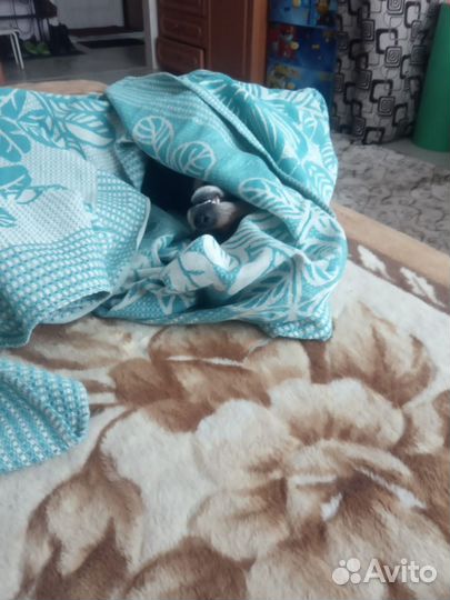 Цвергпинчер