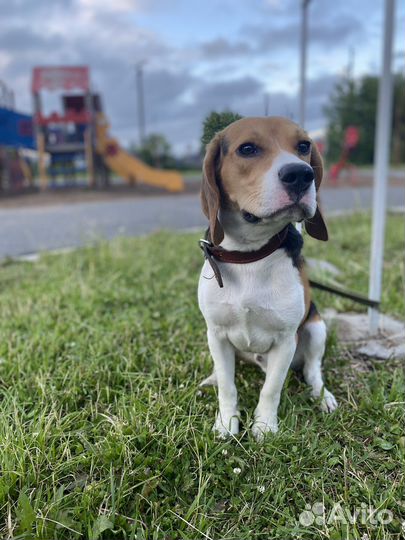 Бигль вязка