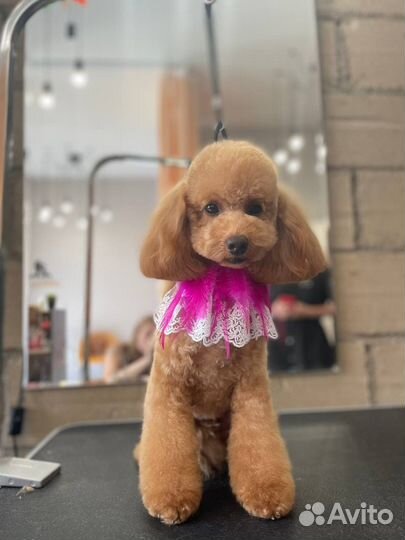 Ищем модель(пудель) на 28.09