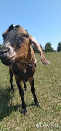 Козел на вязку