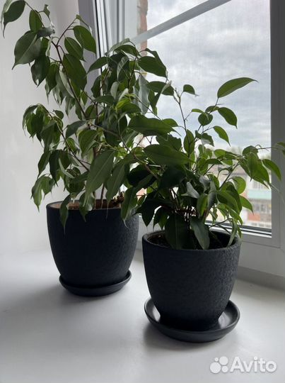 Фикус Бенджамина