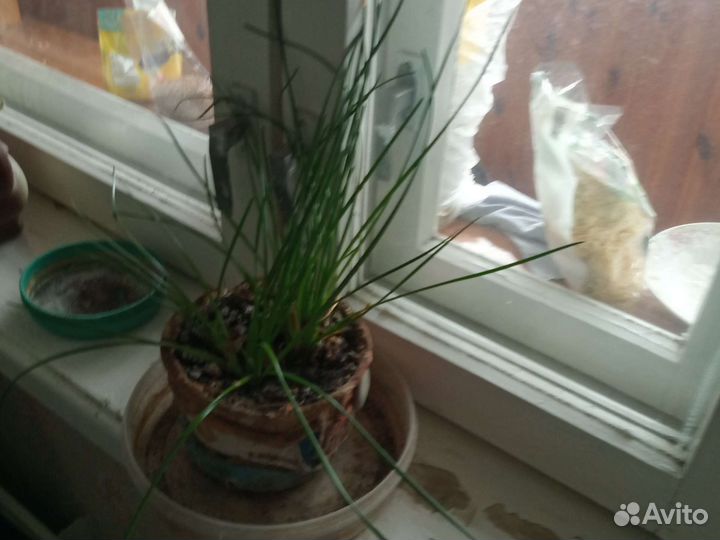 Зафирантес