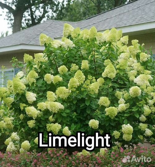 Гортензия метельчатая