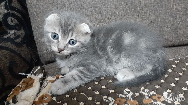 Котята бесплатно