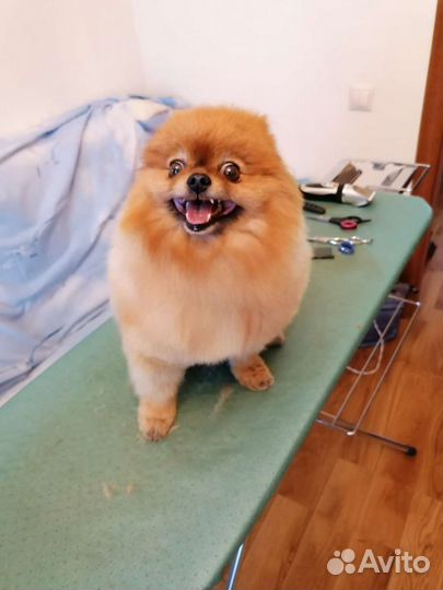 Стрижка собак и кошек. Выезд на дом