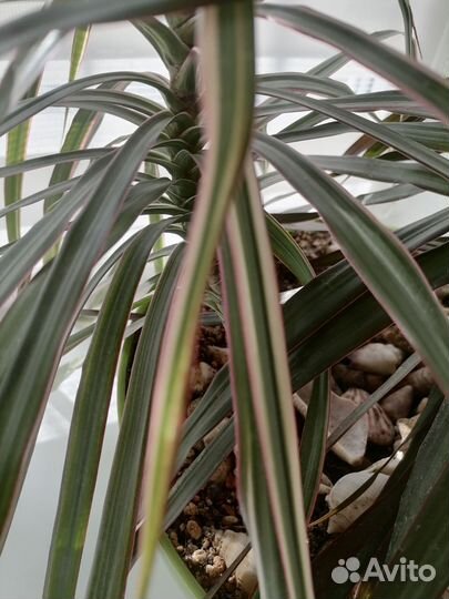 Комнатные цветы драцена