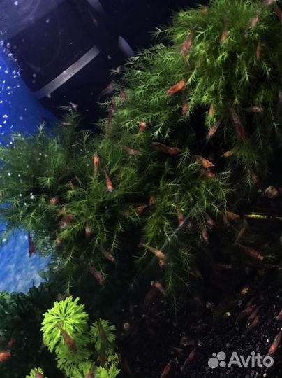 Аквариумные креветки