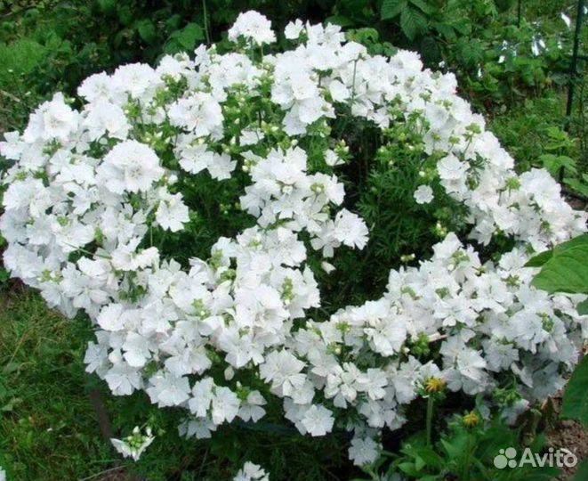 Семена садовых цветов