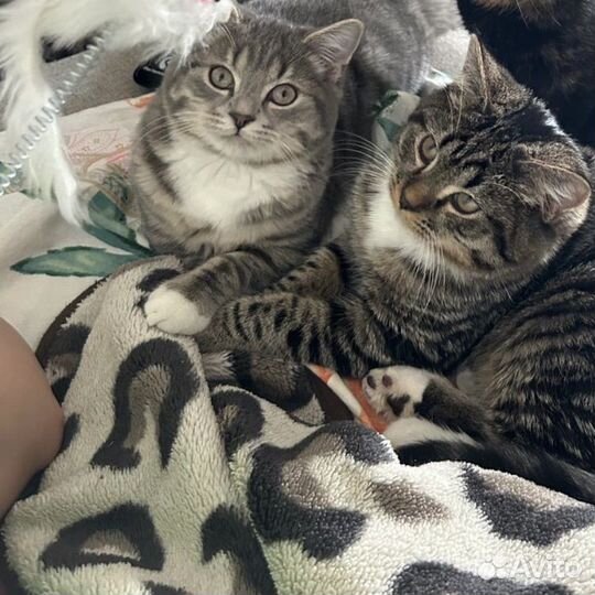 Коты в добрые руки