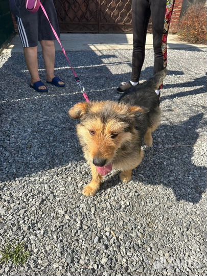 Песик из приюта мечтает стать домашним