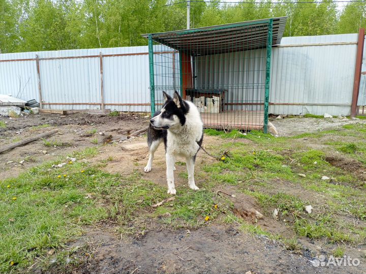 Кобель для вязки