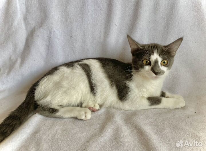 Котята бесплатно