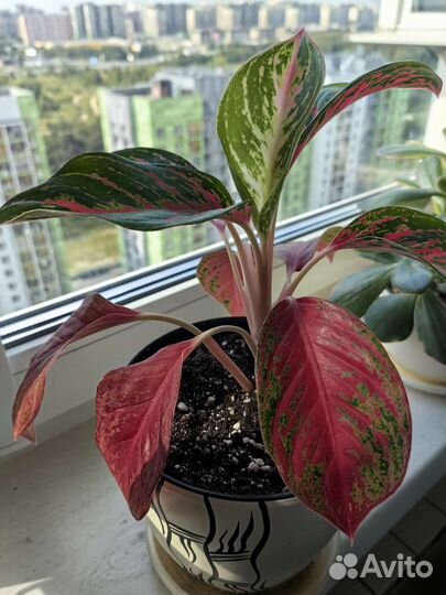 Аглаонема Пинкат