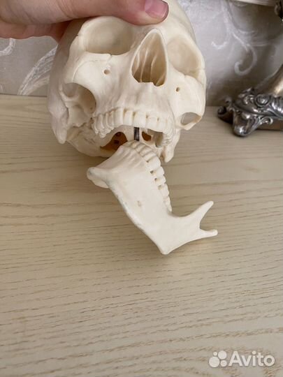 Череп анатомический