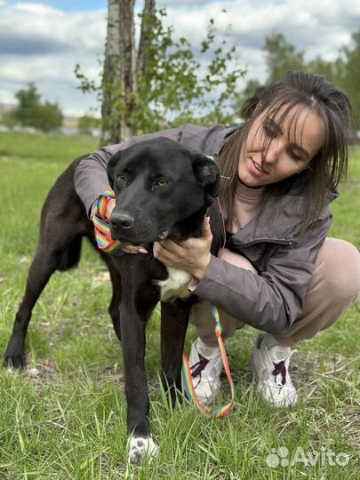 Собака из приюта