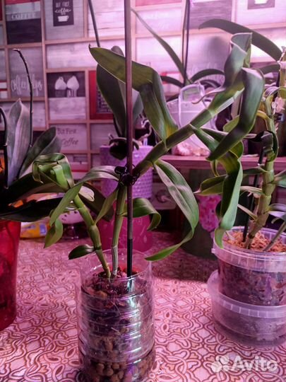 Дендробиум