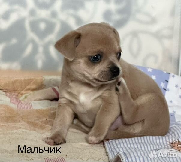 Щенки чихуахуа
