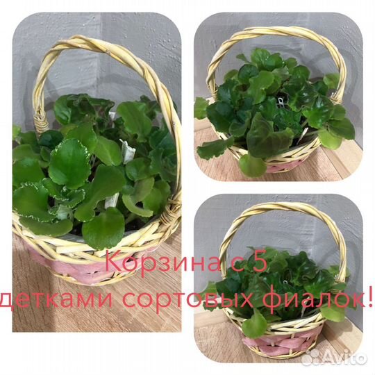 Сортовые фиалки в корзине