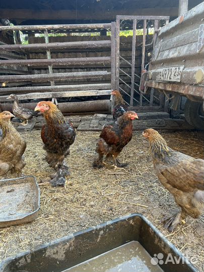 Петух брама