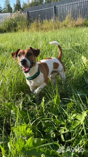 Вязка джек Рассел терьер