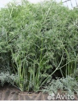 Укроп кустовой аллигатор семена 60 шт