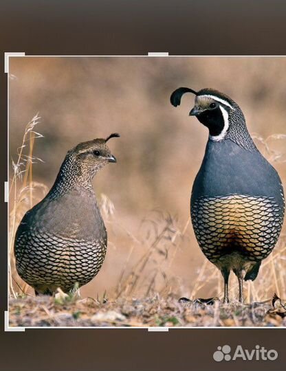 Калифорнийский перепел