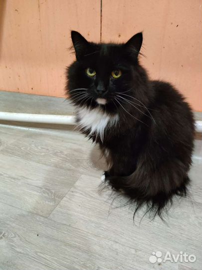 Приют Кошкин дом ждёт Вас