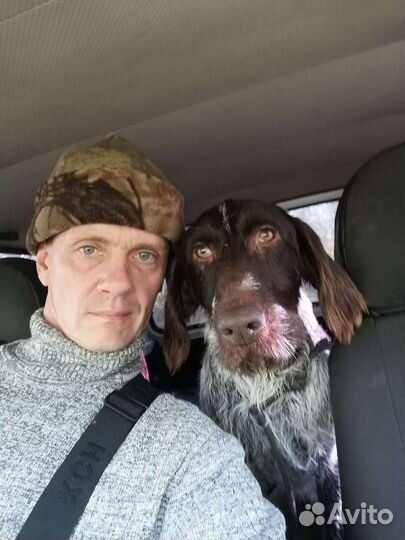 Дратхаар вязка