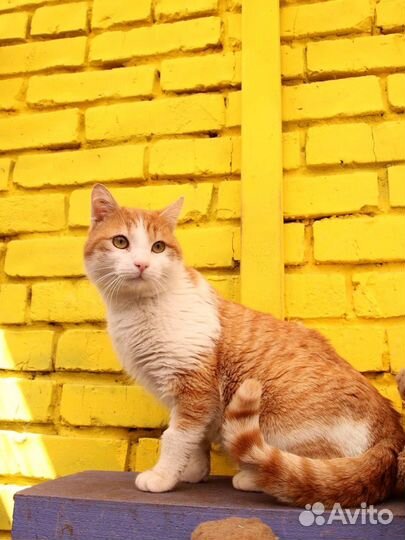 Кот Рыжее солнышко