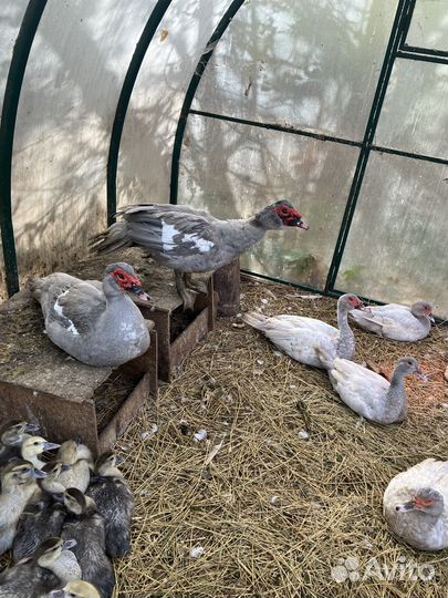 Мускусные утята