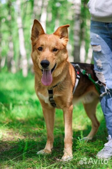 Молодой пес Модус из приюта ищет дом
