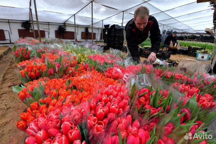 Работа вахтой с проживанием и питанием, Упаковщик