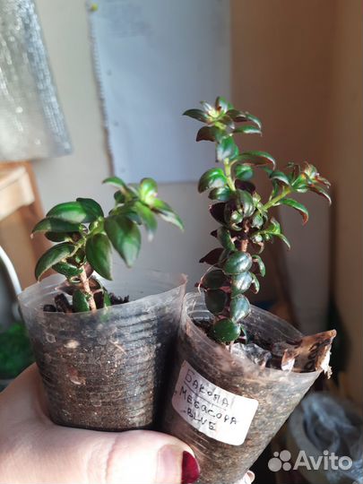 Колумнея ред бро