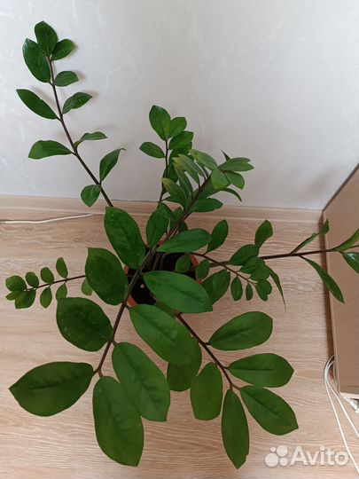 Замиокулькас