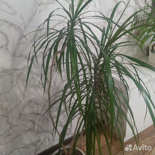Пальма драцена
