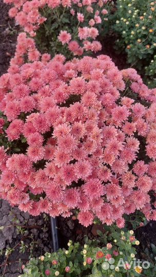 Хризантемы мультифлора