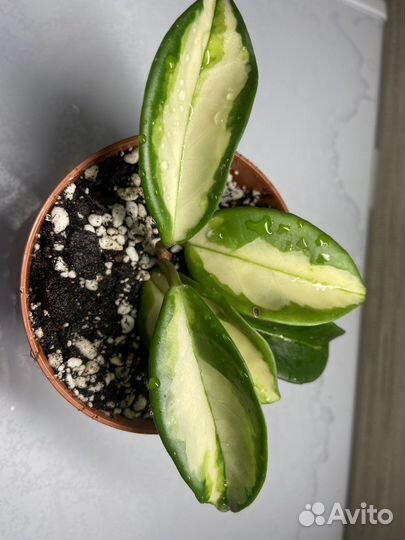 Хойя,строманта,эпипренум,Лудизия,аспарагус